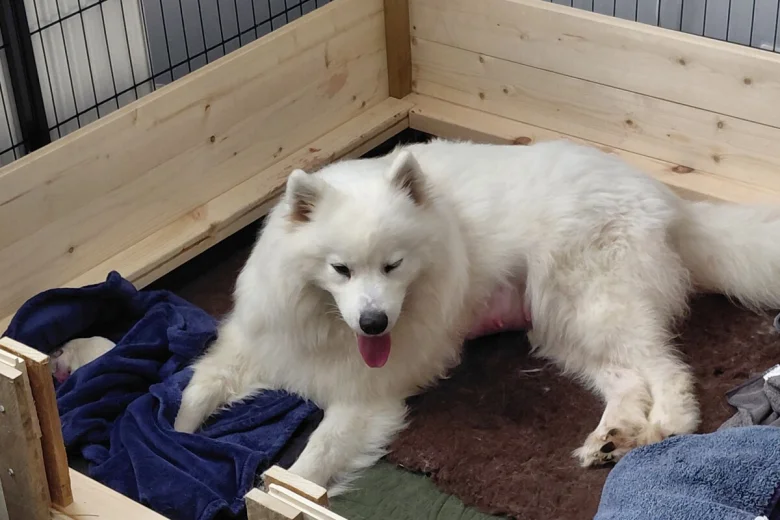 Samoyed