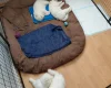 Samoyed