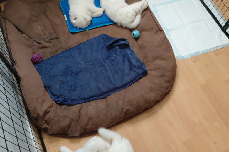 Samoyed