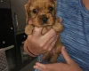 King Charles Spaniel