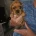 King Charles Spaniel