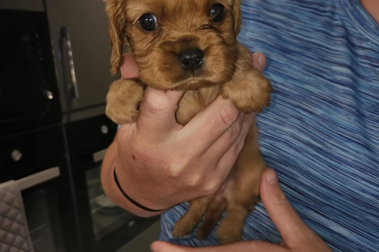 King Charles Spaniel