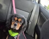 King Charles Spaniel