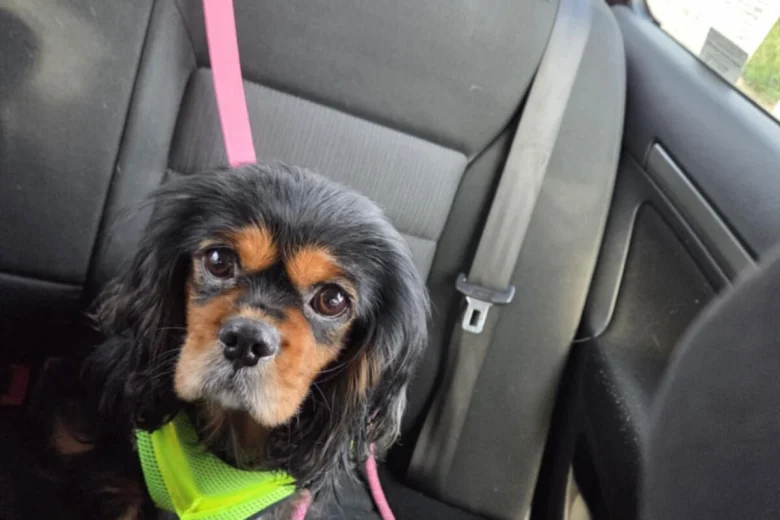 King Charles Spaniel