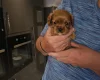 King Charles Spaniel