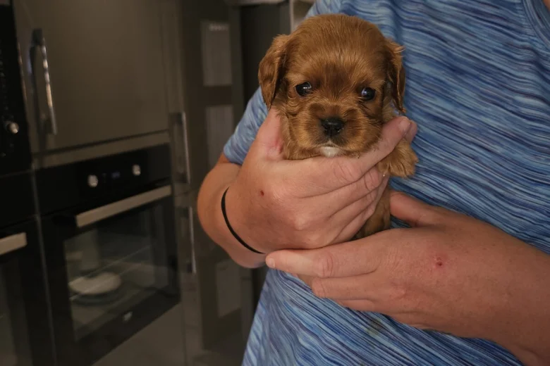 King Charles Spaniel