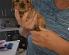 King Charles Spaniel