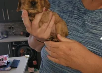 Puppy 4