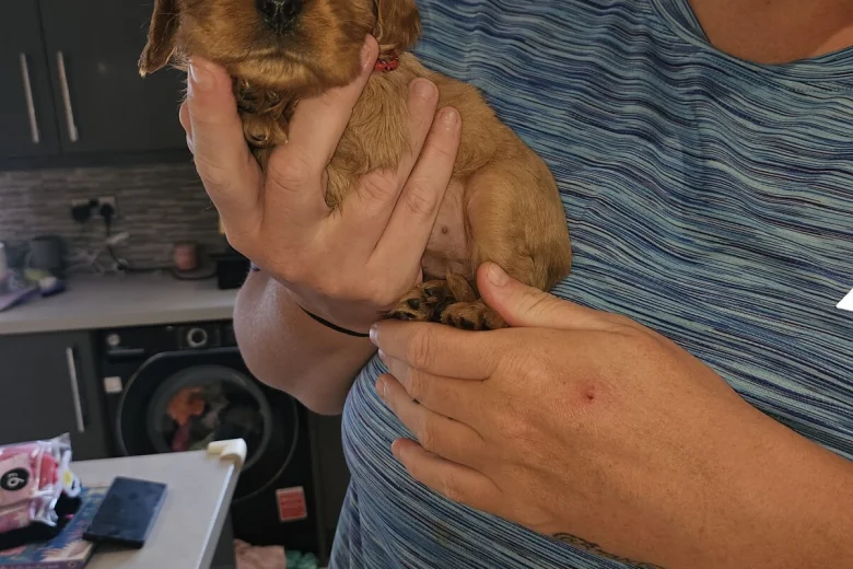 King Charles Spaniel