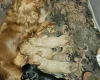 King Charles Spaniel