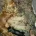 King Charles Spaniel