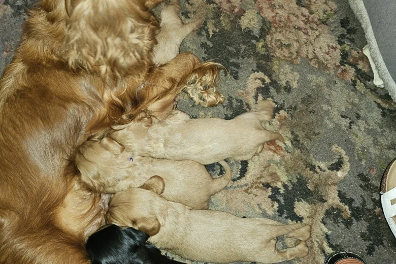 King Charles Spaniel