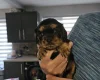 King Charles Spaniel