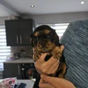 King Charles Spaniel