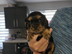 King Charles Spaniel