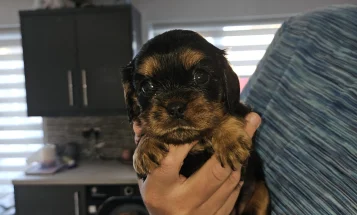King Charles Spaniel