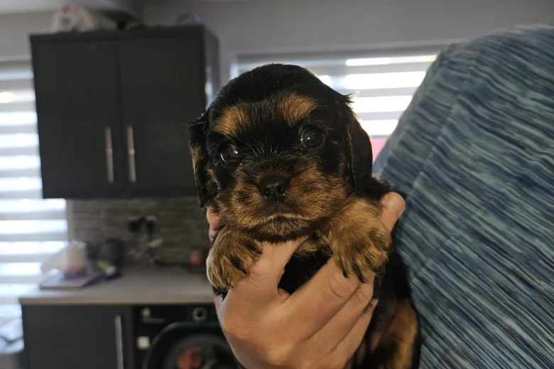 King Charles Spaniel
