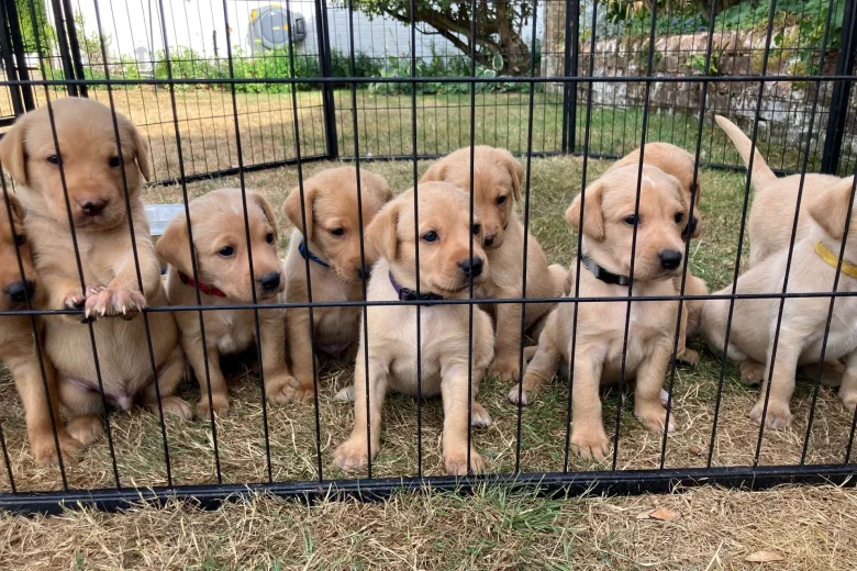 Labrador Retriever