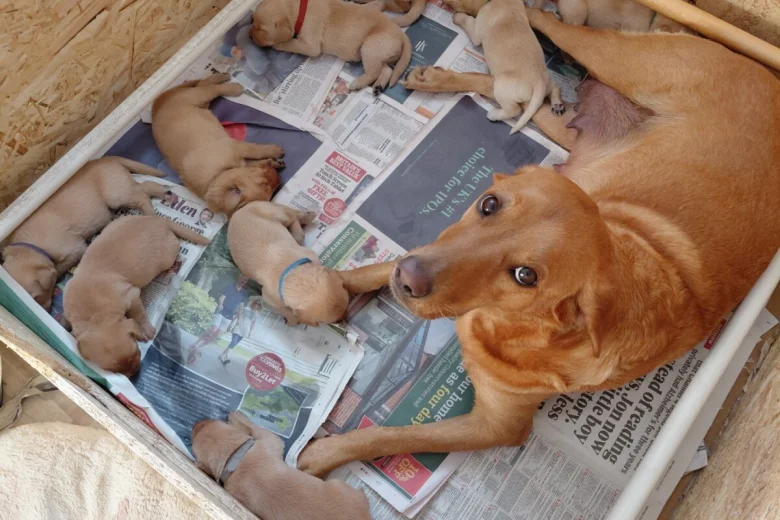 Labrador Retriever
