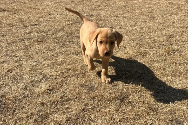 Labrador Retriever