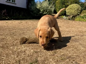 Labrador Retriever