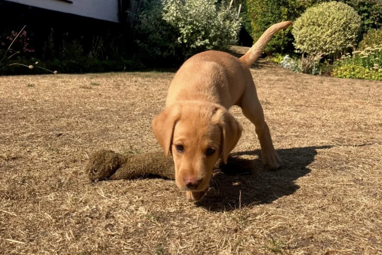 Labrador Retriever