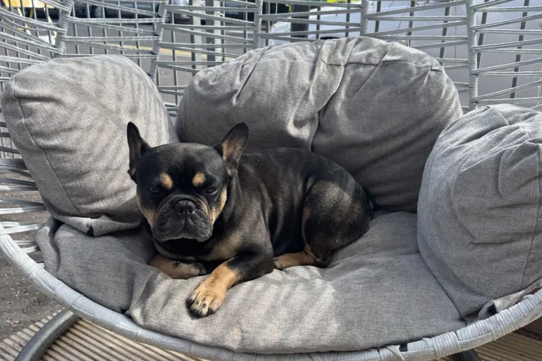 French Bulldog