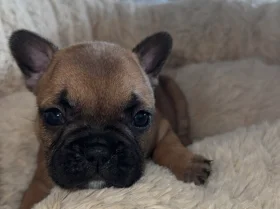 French Bulldog