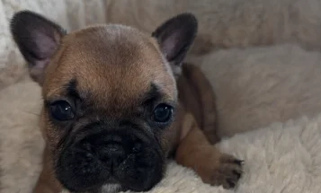 French Bulldog