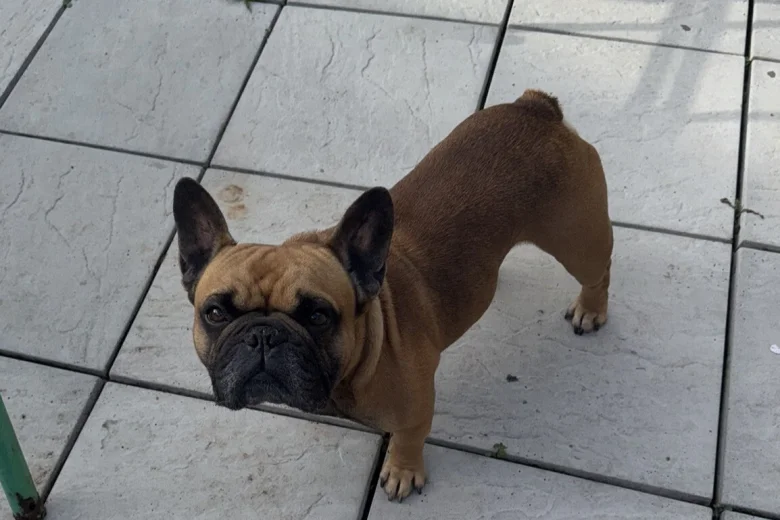French Bulldog