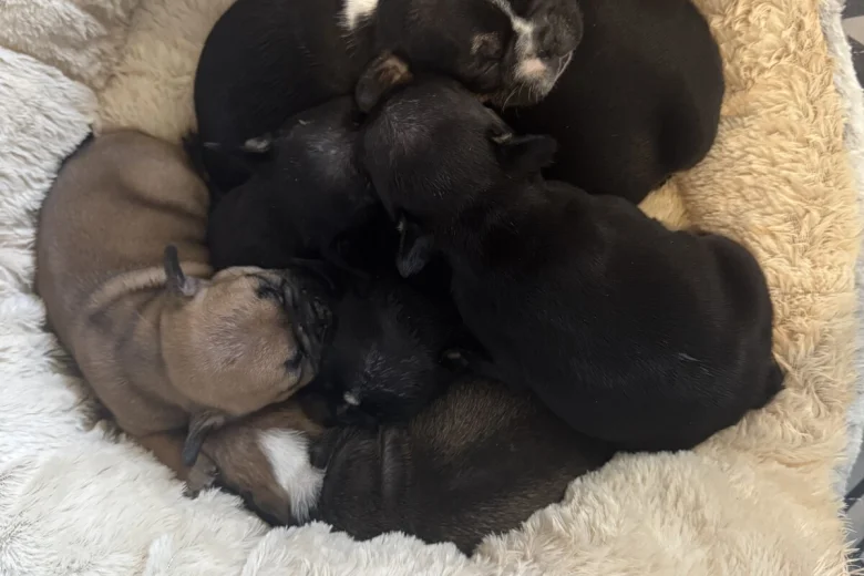 French Bulldog