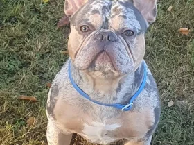 French Bulldog