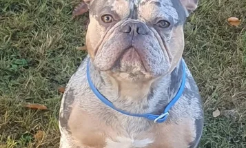French Bulldog