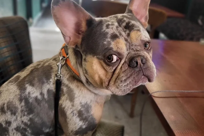 French Bulldog