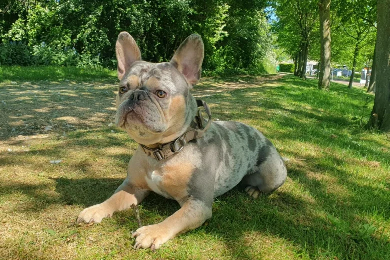 French Bulldog