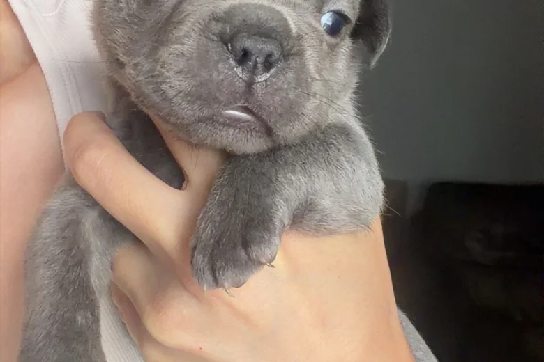 French Bulldog