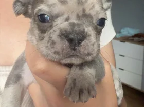 French Bulldog