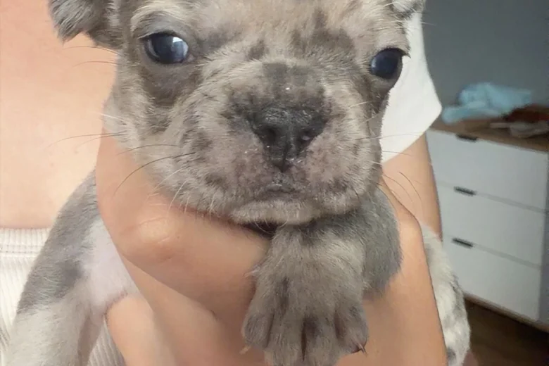 French Bulldog