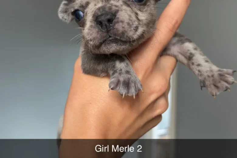 French Bulldog