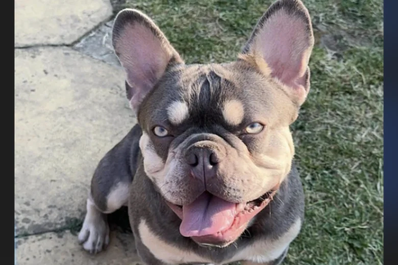 French Bulldog