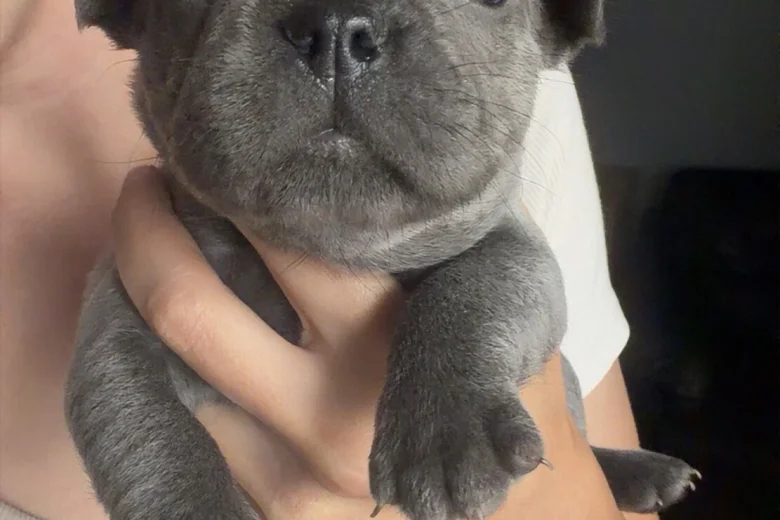 French Bulldog