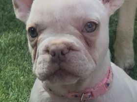 French Bulldog