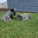 French Bulldog