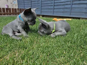 French Bulldog
