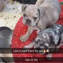 French Bulldog