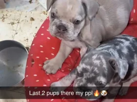 French Bulldog