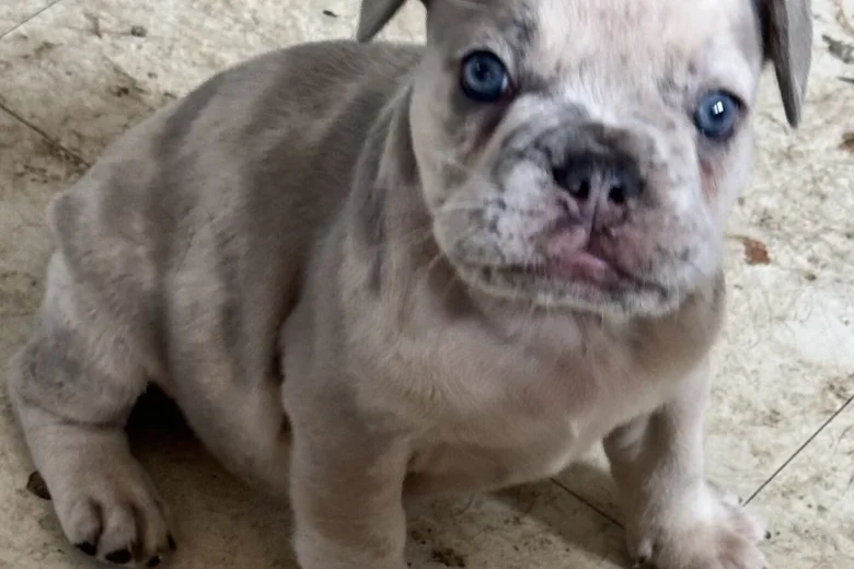 French Bulldog