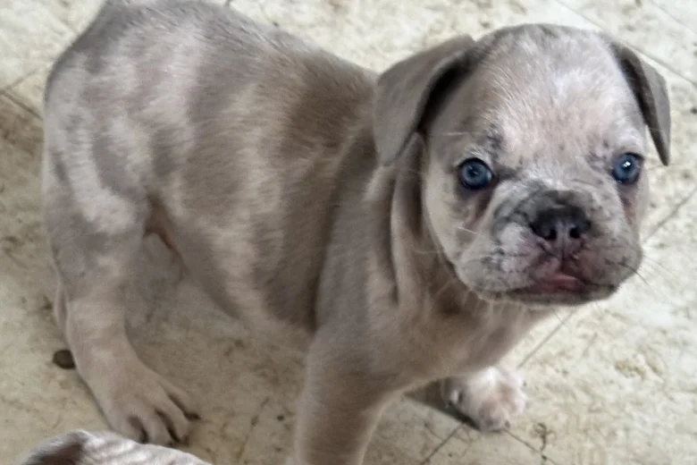 French Bulldog