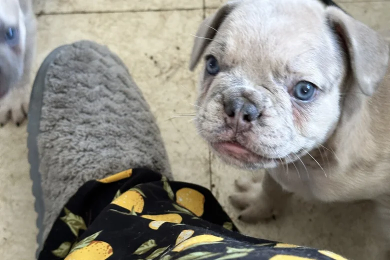 French Bulldog