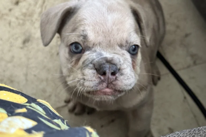 French Bulldog